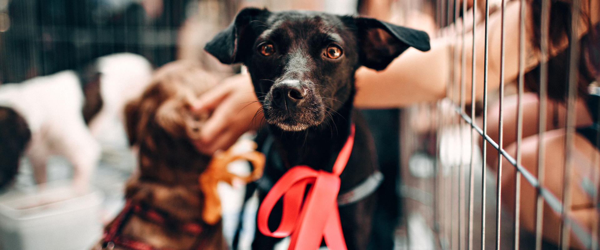 Welfare Tracker Animal Adoption Process