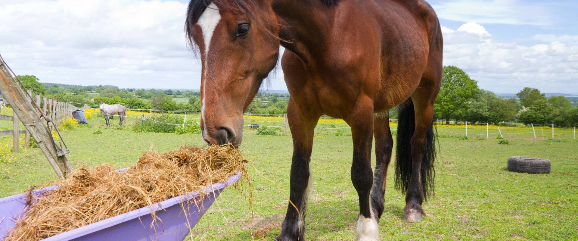 Welfare Tracker Inspector in Action